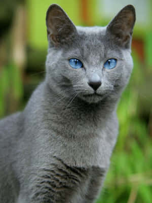 Beautiful Blue Russian Cat Lounging Wallpaper