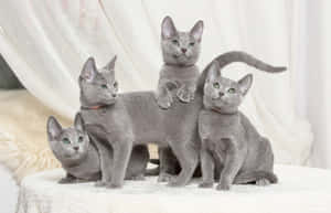 Beautiful Blue Russian Cat Lounging On A Wooden Surface Wallpaper