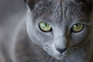 Beautiful Blue Russian Cat Posing On A Porch Wallpaper