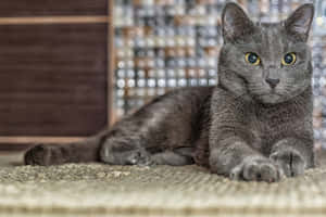 Beautiful Blue Russian Cat With Green Eyes Wallpaper