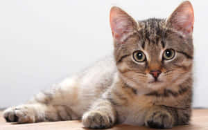 Beautiful Brazilian Shorthair Cat Lounging Gracefully Wallpaper