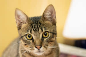Beautiful Brazilian Shorthair Cat Lounging On A Bed Wallpaper