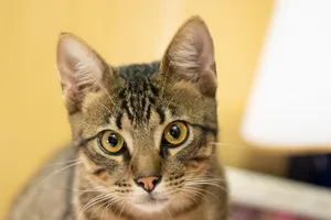 Beautiful Brazilian Shorthair Cat Lounging On A Bed Wallpaper