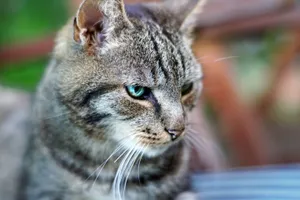 Beautiful Brazilian Shorthair Cat Lounging On A Wooden Table Wallpaper