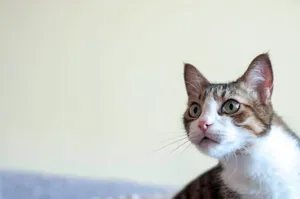 Beautiful Brazilian Shorthair Cat Relaxing On A Cozy Couch Wallpaper