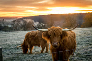 Beautiful Brown Cow Grazing In A Green Field Wallpaper