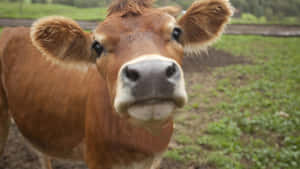 Beautiful Brown Cow Grazing In A Lush Green Field Wallpaper