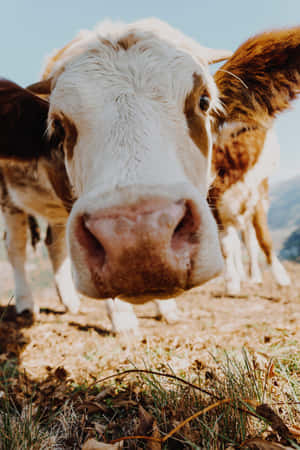 Beautiful Brown Cow Grazing In Pasture Wallpaper