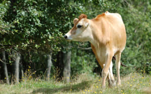 Beautiful Brown Cow Grazing In The Green Field Wallpaper