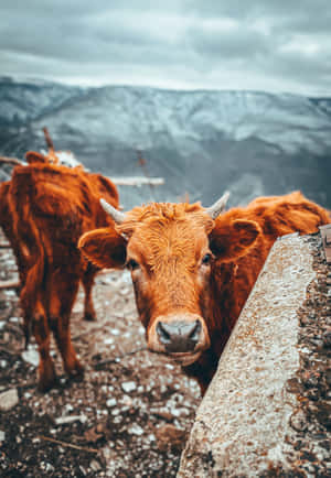 Beautiful Brown Cow In Green Field Wallpaper