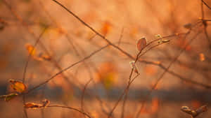 Beautiful Brown Leaves In Autumn Wallpaper