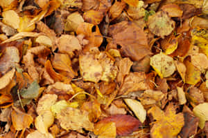 Beautiful Brown Leaves In Autumn Wallpaper