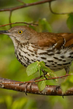 Beautiful Brown Thrasher In Natural Habitat Wallpaper