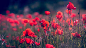 Beautiful Burgundy Flower Blooming On A Sunny Day Wallpaper