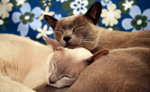 Beautiful Burmese Cat Lounging On A Couch Wallpaper