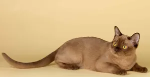 Beautiful Burmese Cat Lounging On A Cozy Bed Wallpaper