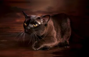Beautiful Burmese Cat Lounging On A Wooden Floor Wallpaper