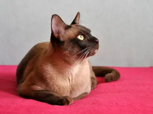 Beautiful Burmese Cat Lounging On Carpet Wallpaper