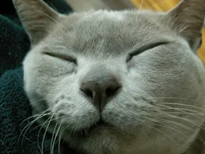 Beautiful Burmese Cat Lounging On Couch Wallpaper