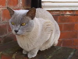 Beautiful Burmese Cat Lying On A Cozy Blanket Wallpaper