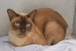 Beautiful Burmese Cat Relaxing On A Branch Wallpaper