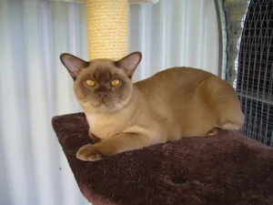 Beautiful Burmese Cat Relaxing On Couch Wallpaper