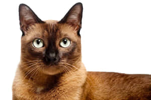 Beautiful Burmese Cat Resting On A Couch Wallpaper