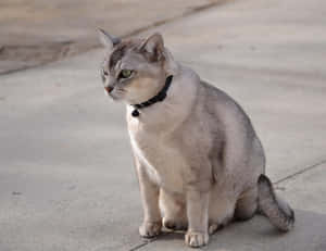 Beautiful Burmilla Cat Lounging Gracefully Wallpaper