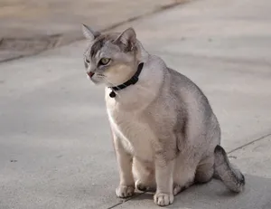 Beautiful Burmilla Cat Lounging Gracefully Wallpaper