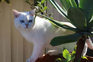 Beautiful Burmilla Cat Lounging On A Sofa Wallpaper