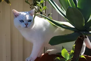 Beautiful Burmilla Cat Lounging On A Sofa Wallpaper