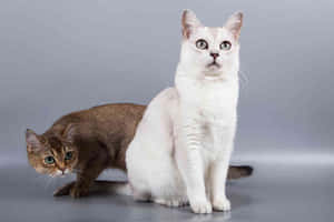 Beautiful Burmilla Cat Lounging On A Soft Surface Wallpaper