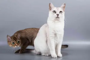Beautiful Burmilla Cat Lounging On A Soft Surface Wallpaper