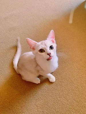 Beautiful Burmilla Cat Lounging On A Soft Surface Wallpaper