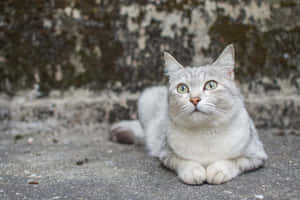 Beautiful Burmilla Cat Relaxing On A Cozy Blanket Wallpaper