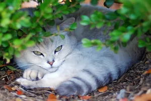 Beautiful Burmilla Cat Relaxing On A Cozy Sofa Wallpaper