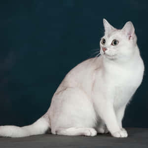 Beautiful Burmilla Cat Sitting Gracefully Wallpaper