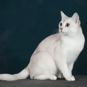 Beautiful Burmilla Cat Sitting Gracefully Wallpaper