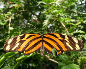 Beautiful Butterflies And Fluttering Inmates At Butterfly Zoo Wallpaper