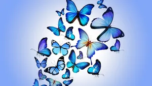 Beautiful Butterfly Art