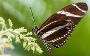 Beautiful Butterfly Brown With White Wallpaper