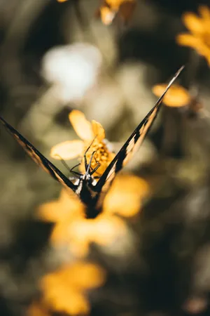 Beautiful Butterfly In Flight Wallpaper