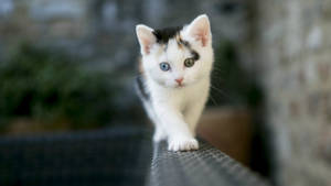 Beautiful Cat In Rattan Chair Wallpaper