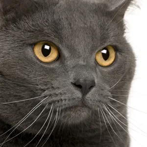 Beautiful Chartreux Cat Lounging On A Sofa Wallpaper