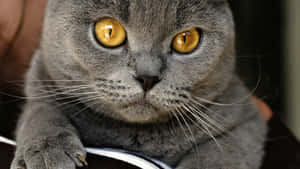 Beautiful Chartreux Cat Lounging On An Elegant Sofa Wallpaper