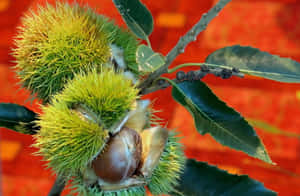 Beautiful Close-up Of A Chestnut Wallpaper