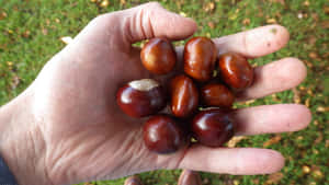 Beautiful Close-up Of A Chestnut Wallpaper