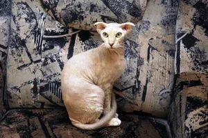 Beautiful Close-up Of A Ukrainian Levkoy Cat Wallpaper