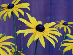 Beautiful Close-up Of A Vibrant Yellow Coneflower In Full Bloom Wallpaper