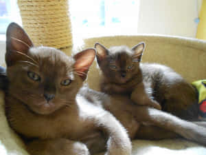 Beautiful Close-up Portrait Of A Burmese Cat Wallpaper